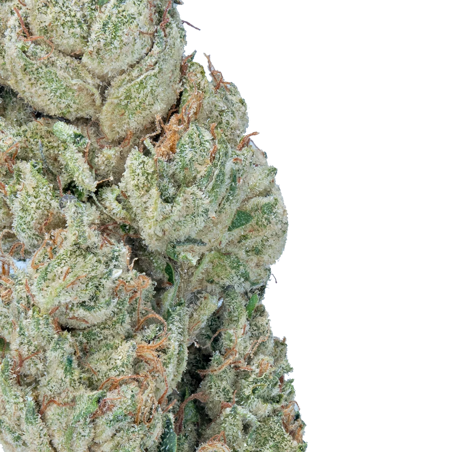 Wedding Crasher - Image 3