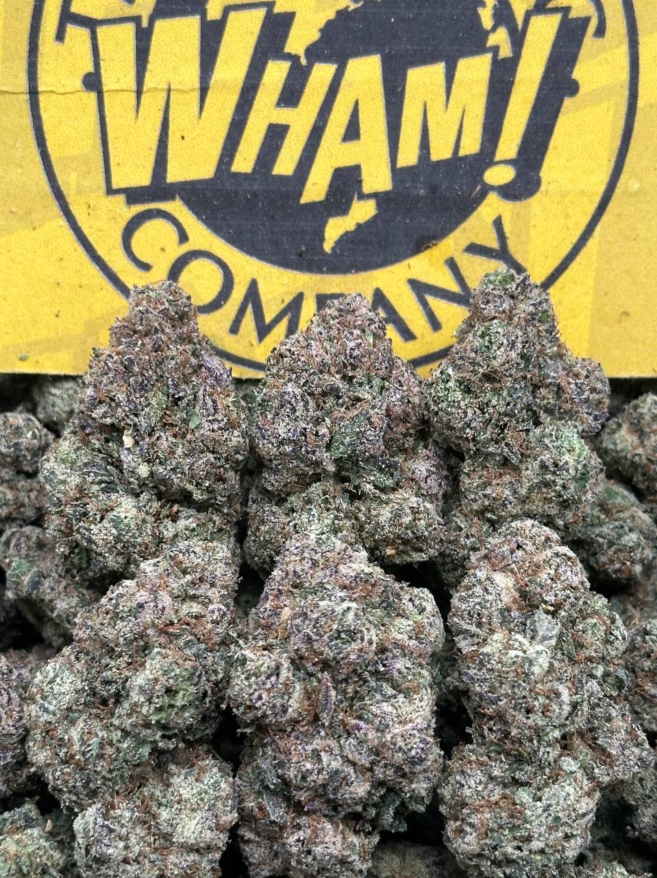 Gelato Fritter (Indica)